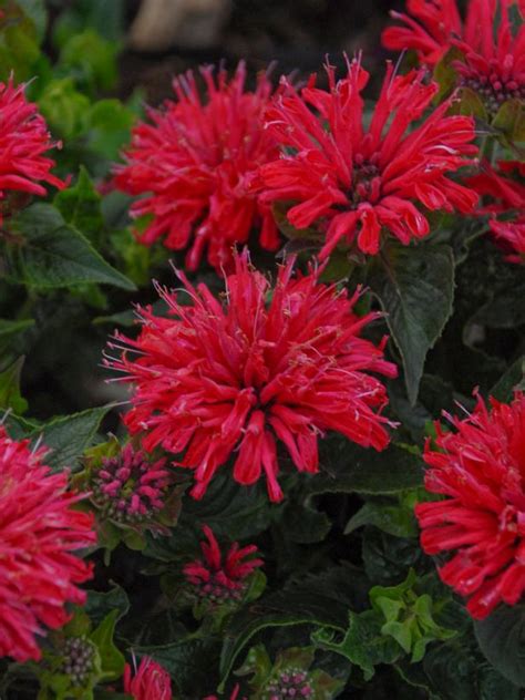 We vote that you check out the best perennial flowers and plants when drawing up your garden. 14 Perennials for Full Sun | HGTV