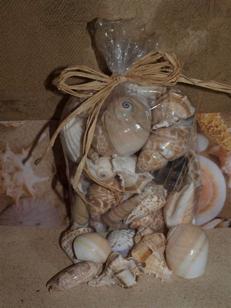 Mixed Seashells Bags Of 50 100 Pieces 13 Etsy Crafts Sea Shells