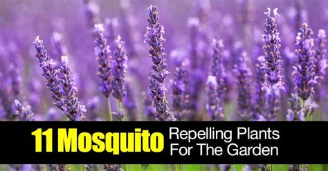 There are ways to keep mosquitoes and other insects away besides drowning yourself in bug spray. 11 Mosquito Repelling Plants For The Garden