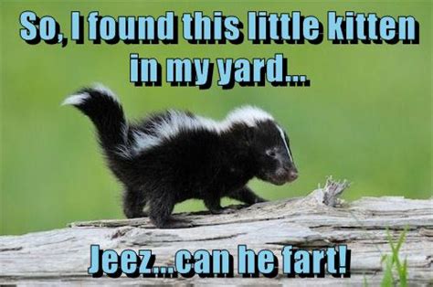 I Can Has Cheezburger Skunk Funny Animals Online Cheezburger