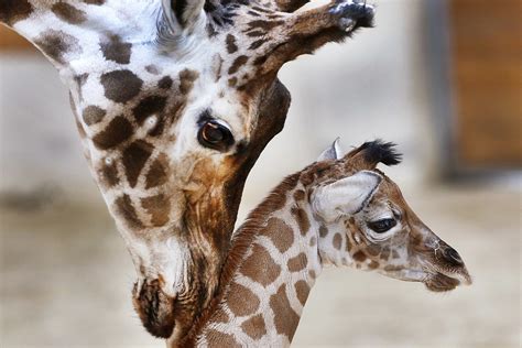 Giraffe silhouettes are truly a great addition to a design. Where Have All The Giraffes Gone? | On Point