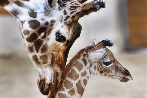 Free printable giraffe head pattern. Where Have All The Giraffes Gone? | On Point