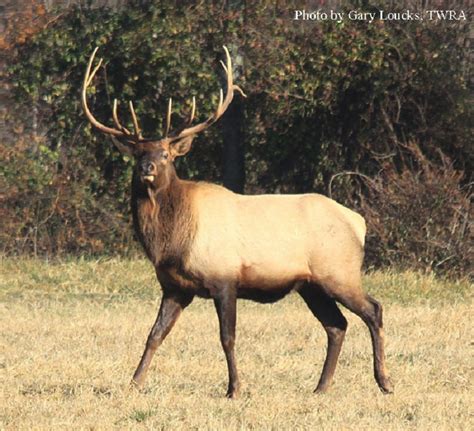 Tennessee Watchable Wildlife Elk Red Deer Extirpated Re Introduced Hunted