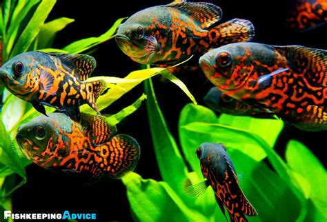 The Ultimate Oscar Fish Care Guide 2021 Everything You Need To Know