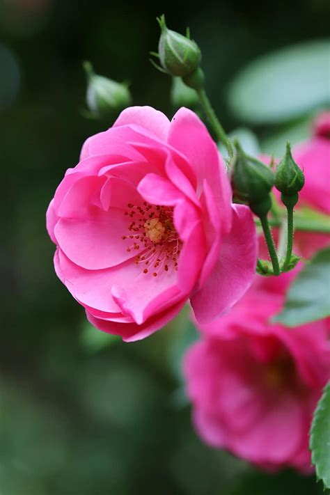 Rose Petal Flowers Beautiful Pretty Flowers Nature Rose Garden