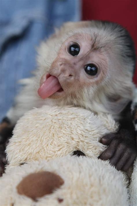 Baby Monkey With Tongue Out Jeanclaudevandammestreetfighter
