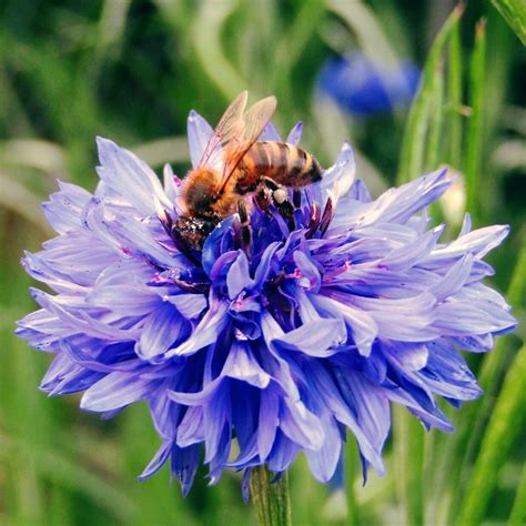 Cornflower Blue Boy Seeds The Seed Collection