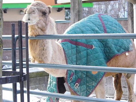 This can scare people to go off balance and fall down, causing injury. Pin on Animals