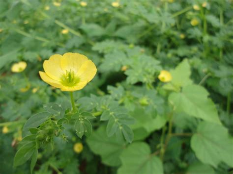 Weeds come in broadleaf and grassy varieties as well as woody and vine types. Can you identify this weed with a big yellow flower?