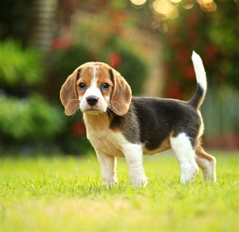 How To Potty Train A Beagle Puppy Pethelpful Vlrengbr