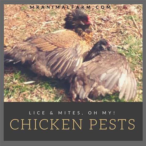 Chicken Mites And Chicken Lice How To Identify And Treat Mranimal Farm