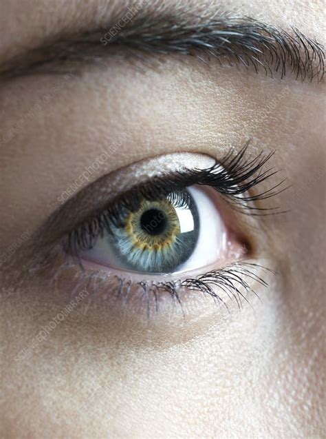 Womans Eye Stock Image F0039316 Science Photo Library