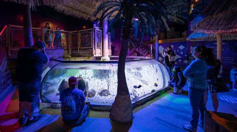 Sea Life Arizona Aquarium In South Tempe Tours And Activities Expedia