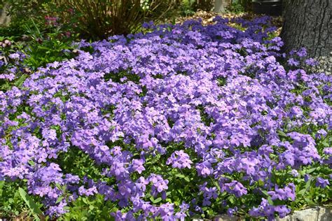 Creeping Plant With Purple Flowers
