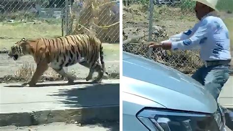 Escaped Tiger Caught With Lasso On Streets Of Guadalajara Mexico Youtube