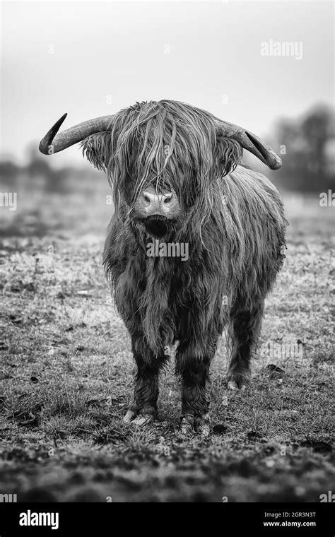 Black And White Highland Cattle Black And White Stock Photos And Images