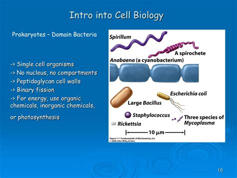 Ppt Introduction Into Cell Biology Powerpoint Presentation Free