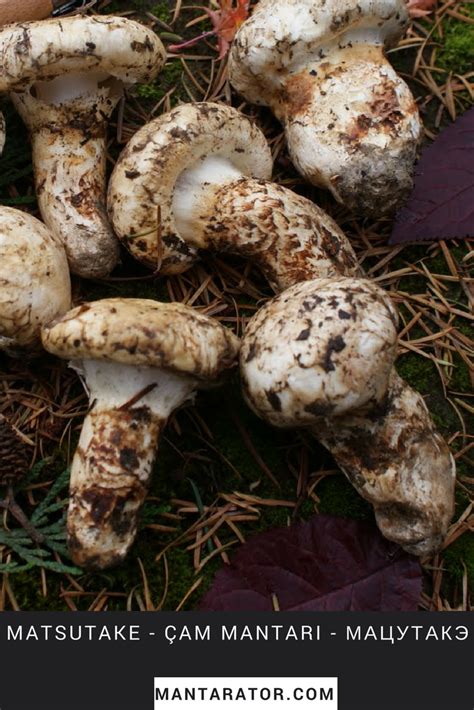 It has been a very favored food since ancient times. Pine Mushroom | Stuffed mushrooms, Edible mushrooms, Most ...