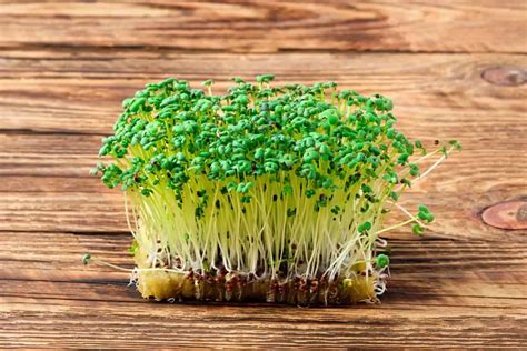 Mustard Brassica Juncea Microgreens Corner