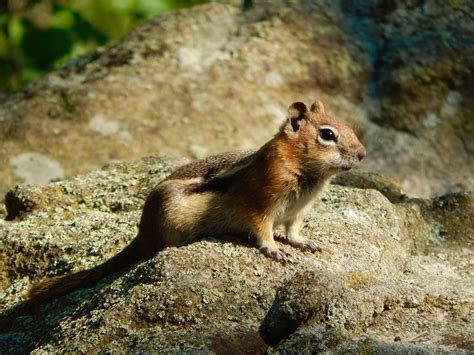 Golden Mantled Ground Squirrel A Lost Soul