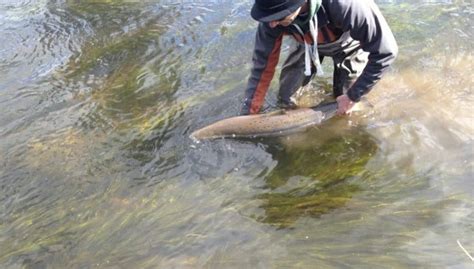 The net, found in the newcastle emlyn area yesterday (tuesday 18 august) was found as environmental crime officers patrolled the. 83 rivers open for Salmon Angling in 2021 - Fishing in ...