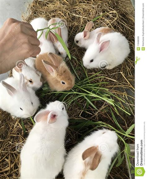 Variety And Colorful Little Rabbits Stock Photo Image Of Gentle
