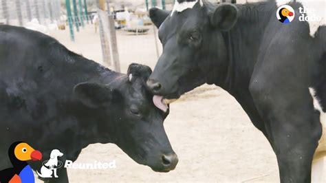 The cow eye is a muscular organ with delicate features. Blind Cow Is So Happy To Be Reunited With Her Sister | The ...