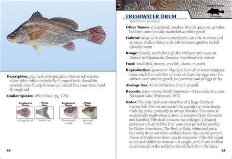 Freshwater Fish Of Georgia Field Guide Adventurekeen Shop