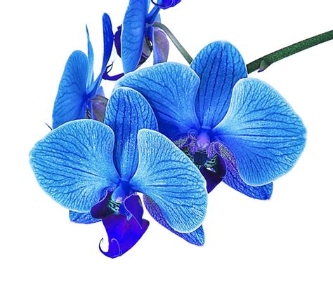 Beautiful Blue Orchid Without Background Bright Blue Orchid Flowers On