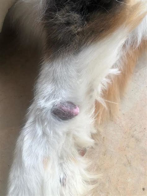 Qanda Whats This Bump On My Dogs Leg Should I Be Worried Pethelpful