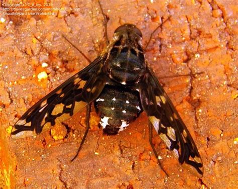 Bug Pictures Tiger Bee Fly Xenox Tigrinus By Albinoflyflyfly