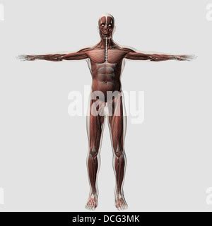 Anatomy Of The Muscular System Anterior View Stock Photo Alamy My XXX