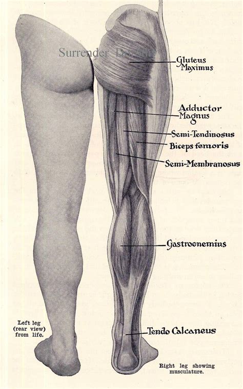 Leg Muscles Posterior Human Anatomy 1933 Surrendrdorothy