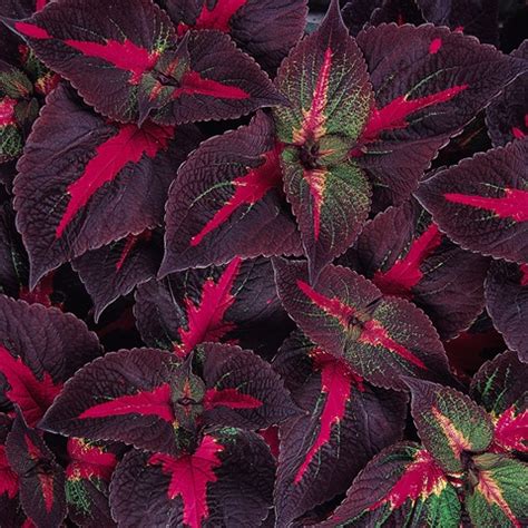 Oct 20, 2006 · perilla magilla, a member of the mint family, is an annual with square stems and opposite leaves marked with shades of purple, pink, green and cream. Magilla Purple Perilla