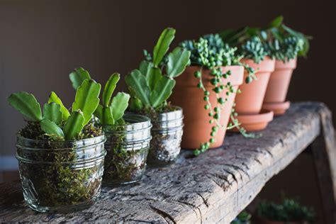 The 7 Best Houseplants For Beginners