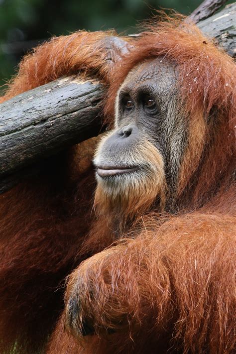 Zoo Staff Passion Projects Awarded Conservation Grants: Oh ...