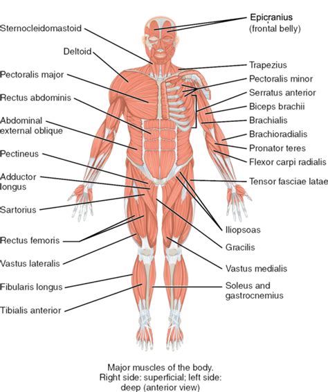 Human body muscles names / naming muscles human anatomy and physiology lab bsb 141 : Muscle Names Labeled / 11 4 Identify The Skeletal Muscles And Give Their Origins Insertions ...