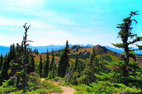 Hiking Hurricane Ridge In Olympic National Park Wildlife And Beautiful