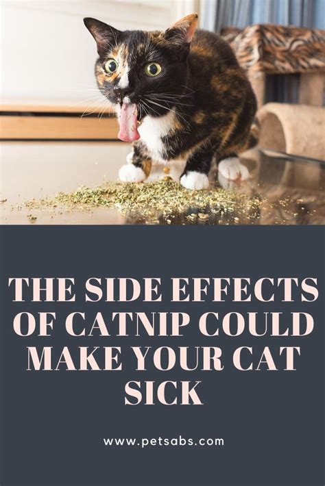 The Side Effects Of Catnip Could Make Your Cat Sick Or Aggressive