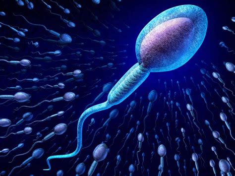 Sperm Spin In A Corkscrew Motion To Reach Eggs — They Dont Swim