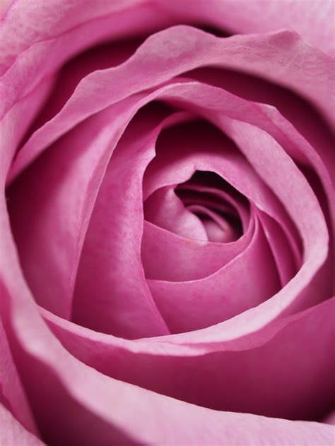 Closeup Photography Of Pink Rose Flower · Free Stock Photo