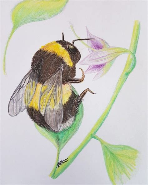 Bumble Bee On Flower Drawing