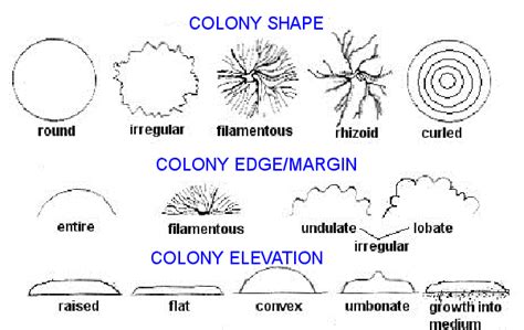 8 Bacterial Colony Morphology Artofit
