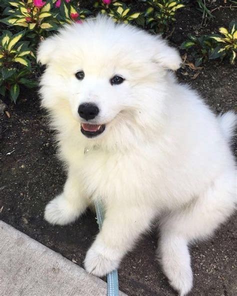 Meet Denali The Samoyed Puppy Samoyed Highrisepetcare Samoyedpuppy