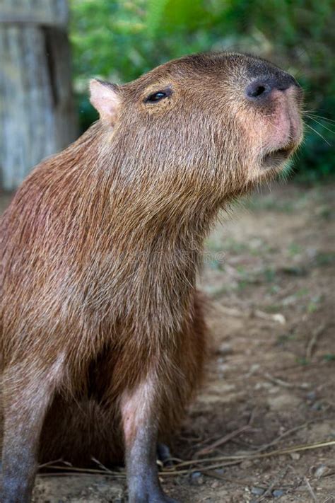 Close Up Of A Capybara Stock Image Image Of Capybara 189043299