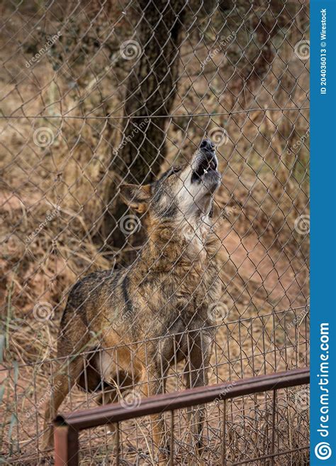 Roaring Arabian Wolf Behind The Chain Link Fences In An Animal Reserve