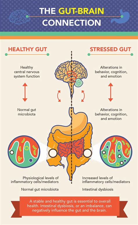 The Gut Brain Connection How Gut Health Affects Mental Health Upmeals