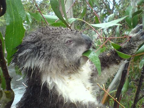 Wet Koala Eating Wikifilekoalaeat Flickr