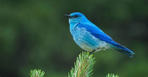 Discover 10 Blue Birds In California