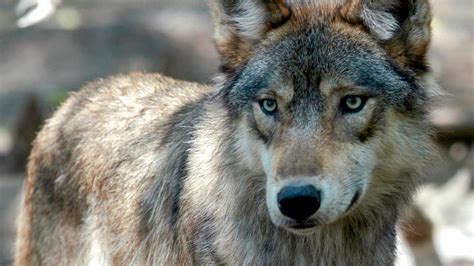 Gray Wolf At Detroit Zoo Dies During Surgery To Remove Mass Wwmt